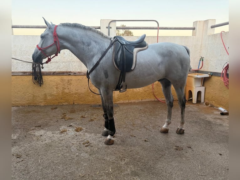 Półarab Mix Wałach 7 lat 163 cm Siwa in Las Norias De Daza