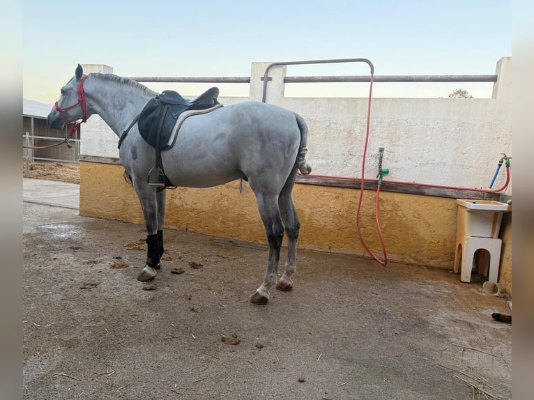 Półarab Mix Wałach 7 lat 163 cm Siwa in Las Norias De Daza