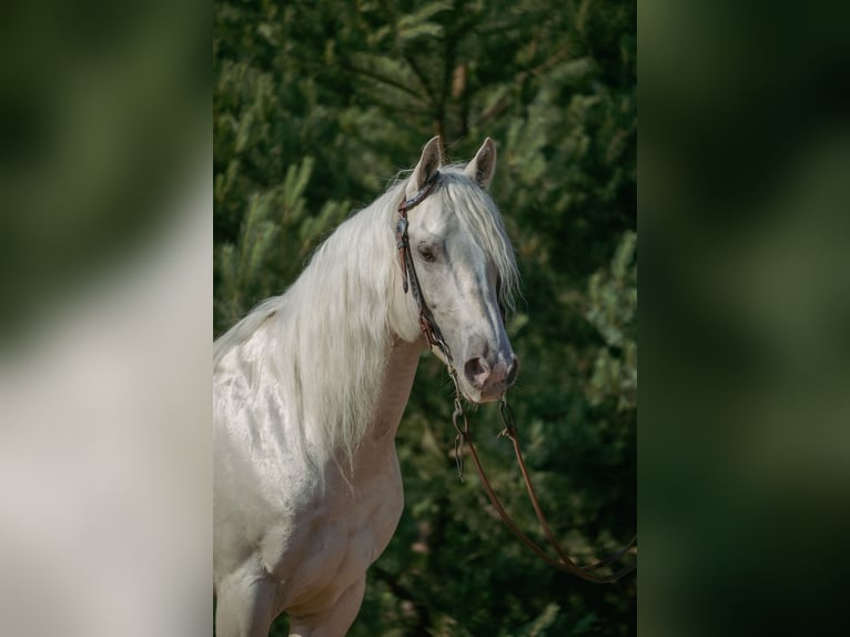 Pocos Hollywood Ice American Quarter Horse Stallion Champagne in Pöttsching