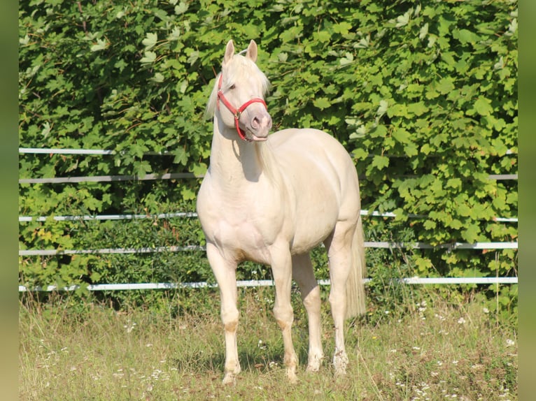 Pocos Hollywood Ice Quarter horse américain Étalon Champagne in Pöttsching