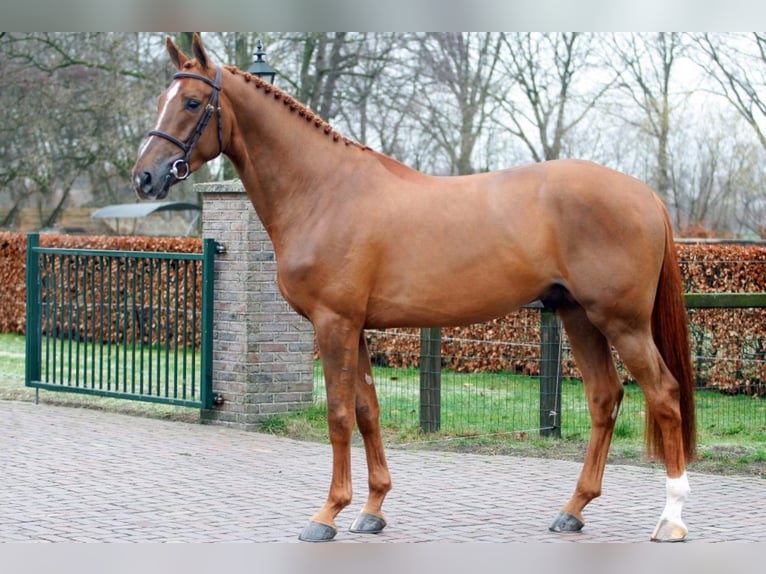 POKER DE MARIPOSA TN Bavarian Warmblood Stallion Chestnut-Red in GEESTEREN