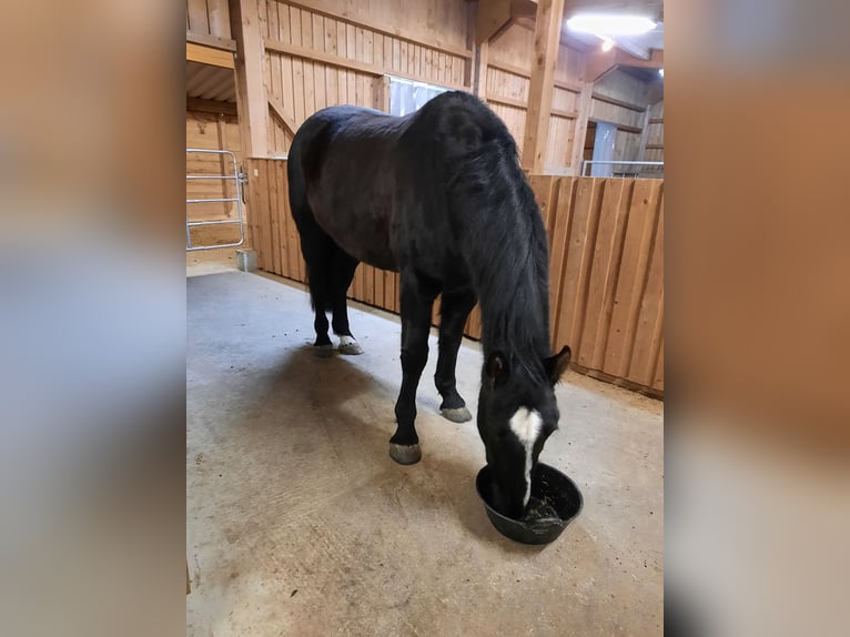 Polacco Castrone 10 Anni 165 cm Morello in Leutkirch im Allgäu