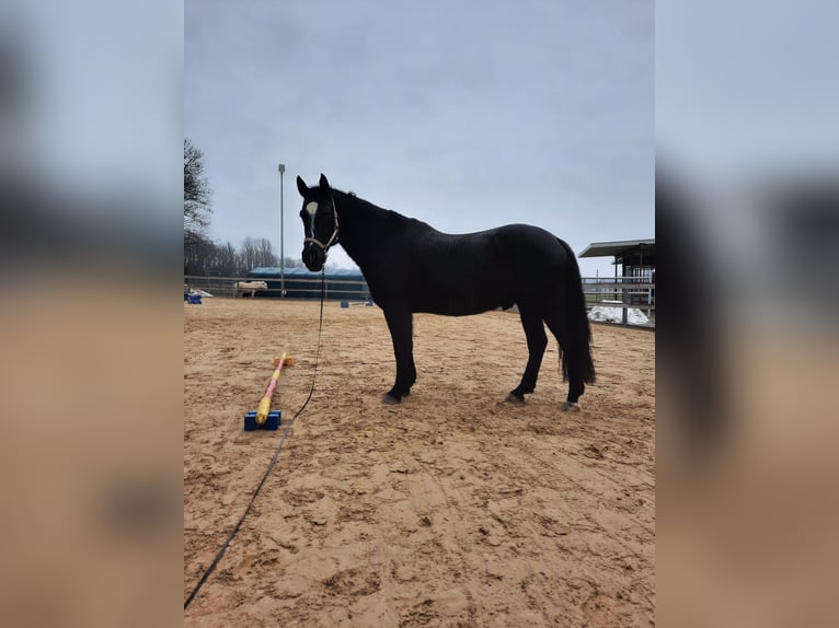 Polacco Castrone 10 Anni 165 cm Morello in Leutkirch im Allgäu