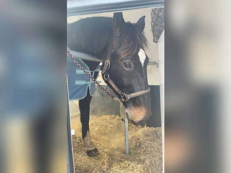 Polacco Castrone 11 Anni 160 cm Baio scuro in Loibichl