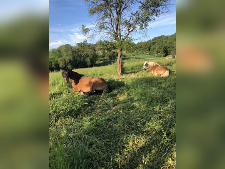 Polacco Castrone 28 Anni 167 cm Baio in Pfaffschwende