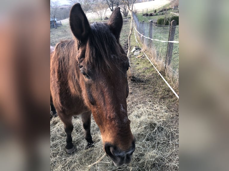 Polacco Castrone 28 Anni 167 cm Baio in Pfaffschwende