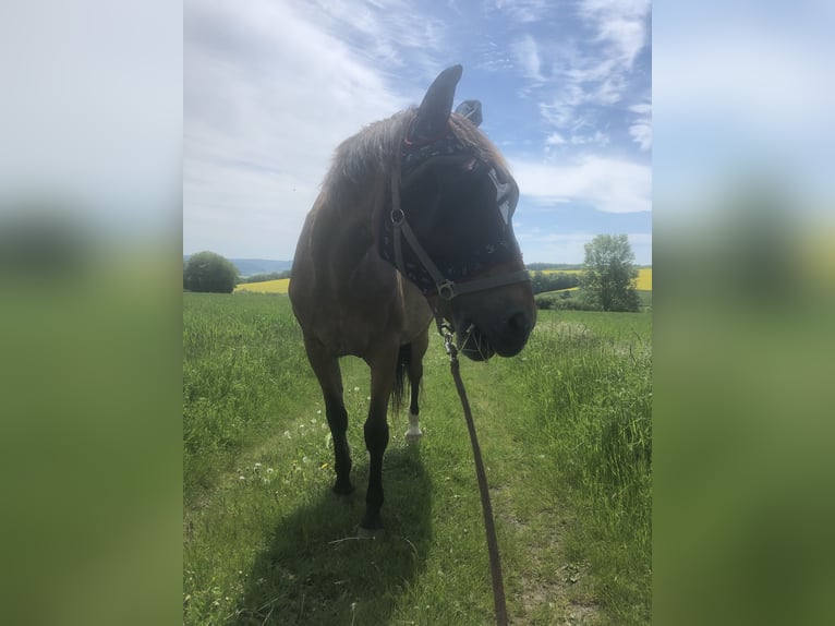 Polacco Castrone 28 Anni 167 cm Baio in Pfaffschwende