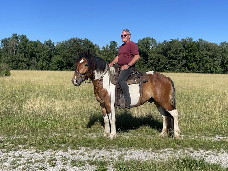 Polacco Mix Castrone 3 Anni 157 cm Tobiano-tutti i colori in Fuchstal