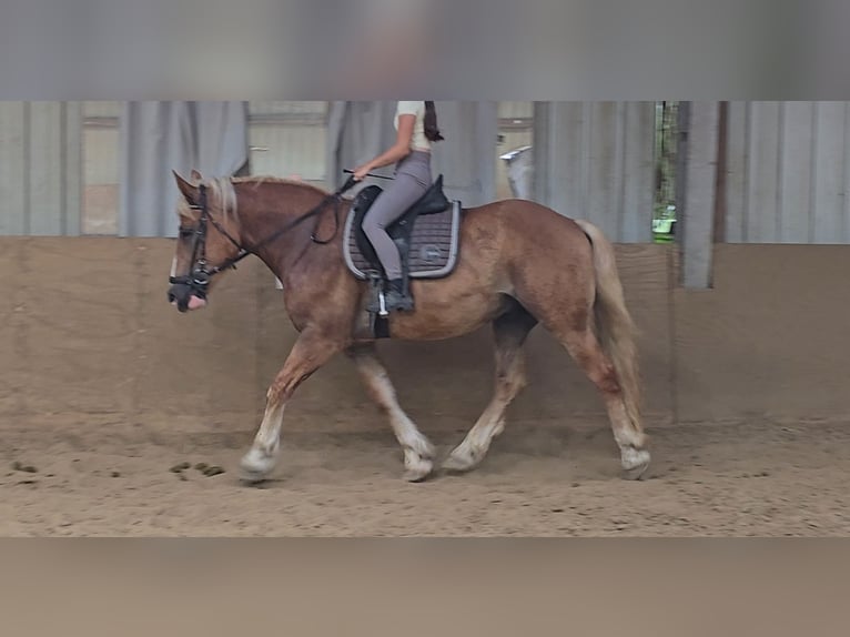 Polacco Mix Castrone 4 Anni 158 cm Sauro in Mülheim an der Ruhr