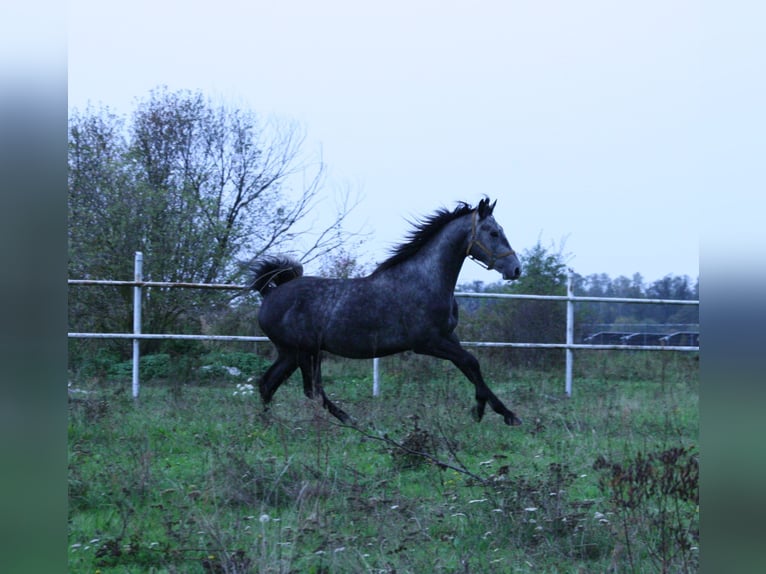 Polacco Castrone 4 Anni 164 cm Grigio in Krauschwitz