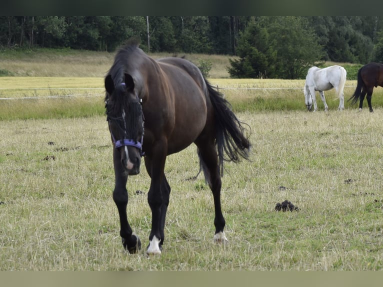 Polacco Castrone 5 Anni 161 cm Morello in Zwönitz