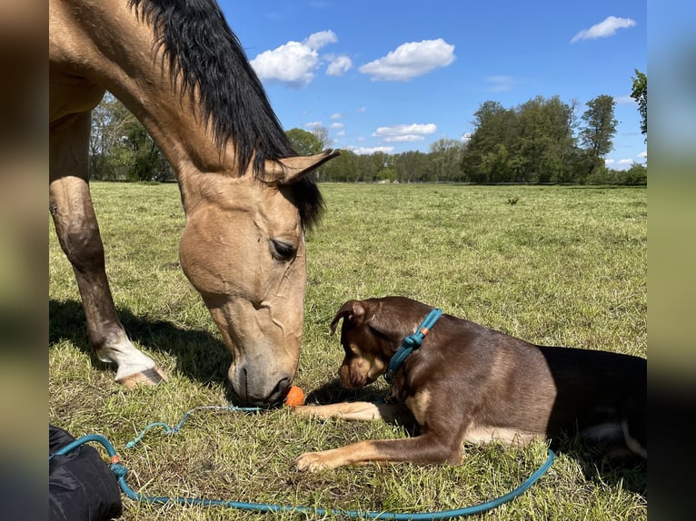 Polacco Castrone 5 Anni 173 cm Pelle di daino in Planebruch