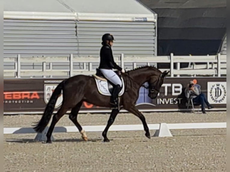 Polacco Castrone 6 Anni 160 cm Morello in Forst