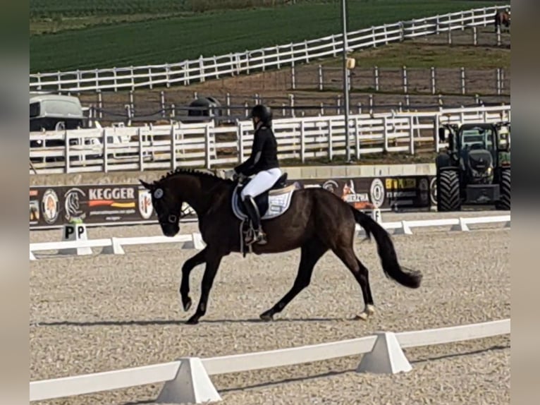 Polacco Castrone 6 Anni 160 cm Morello in Forst
