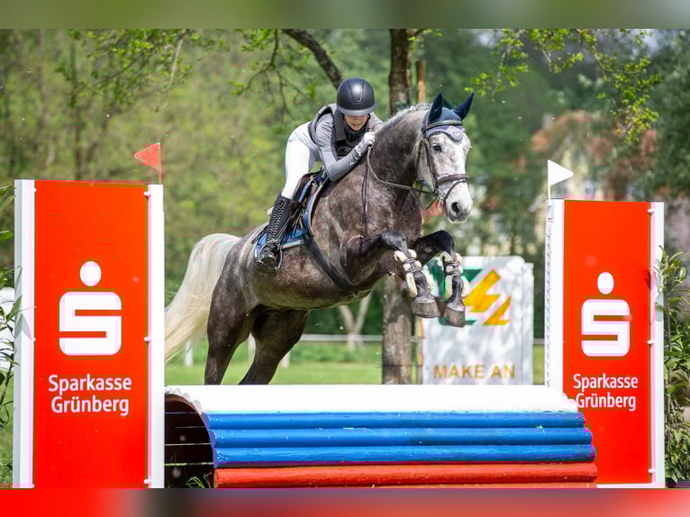 Polacco Castrone 8 Anni 168 cm Grigio pezzato in Marburg