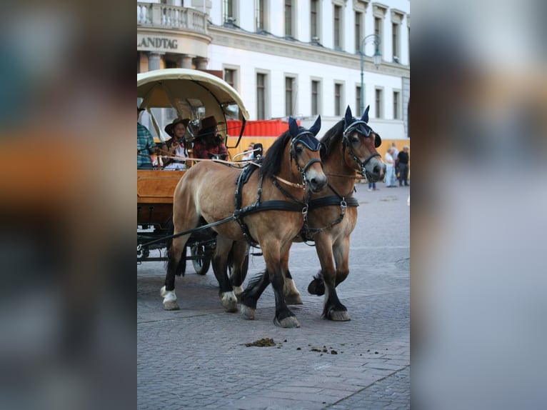 Polacco da Tiro Castrone 11 Anni 155 cm Baio in Oberneisen