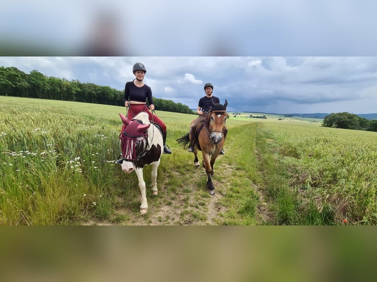 Polacco da Tiro Castrone 11 Anni 155 cm Baio in Oberneisen