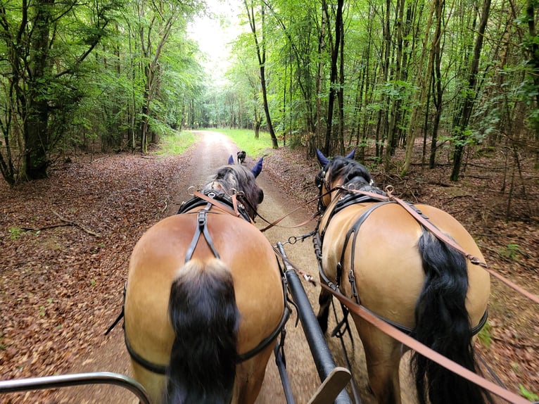 Polacco da Tiro Castrone 11 Anni 155 cm Baio in Oberneisen