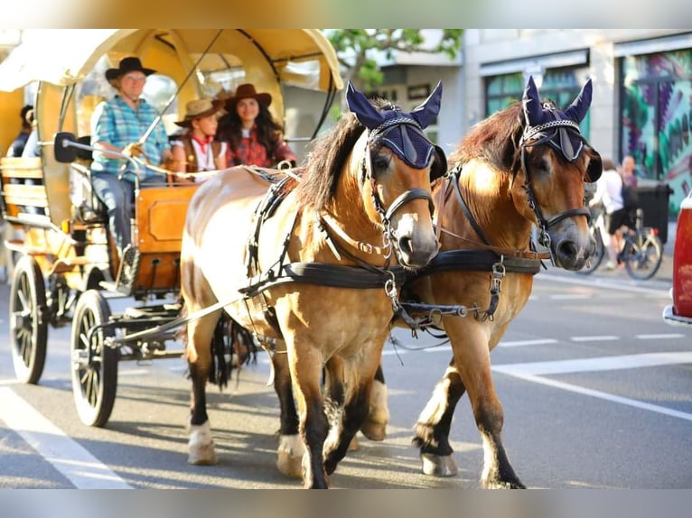 Polacco da Tiro Castrone 11 Anni 155 cm Baio in Oberneisen