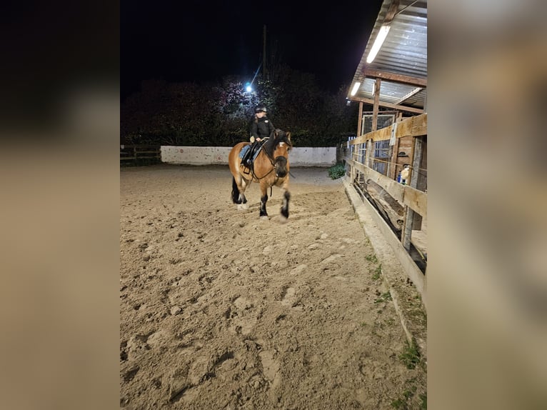 Polacco da Tiro Castrone 11 Anni 155 cm Baio in Oberneisen