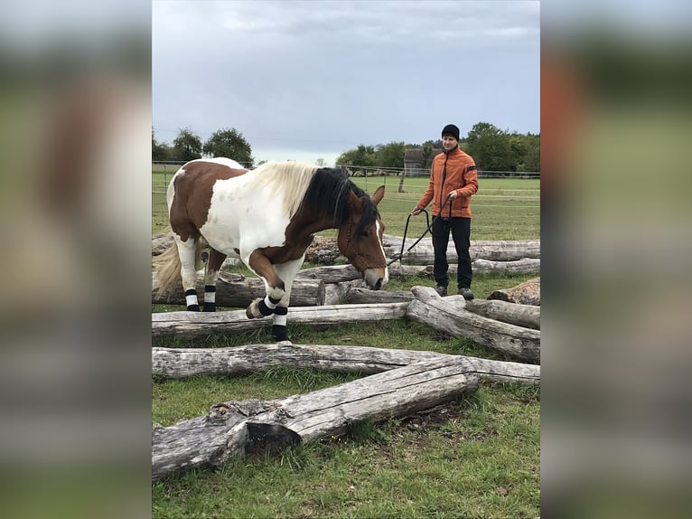 Polacco da Tiro Castrone 11 Anni 160 cm Pezzato in Obernzenn