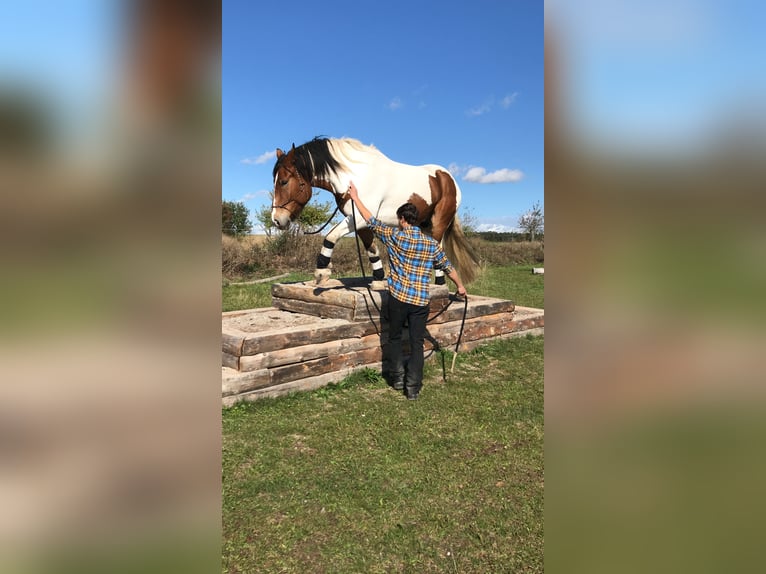 Polacco da Tiro Castrone 11 Anni 160 cm Pezzato in Obernzenn