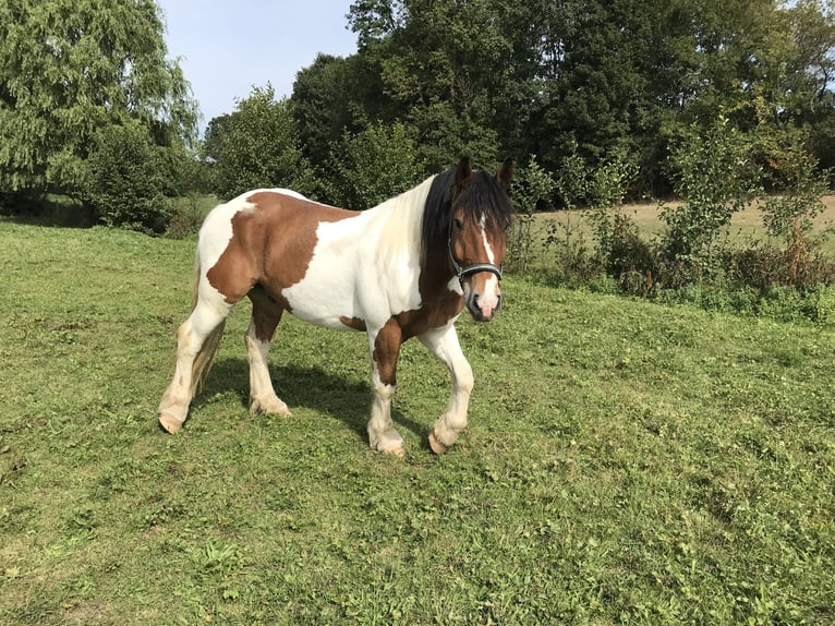 Polacco da Tiro Castrone 11 Anni 160 cm Pezzato in Obernzenn