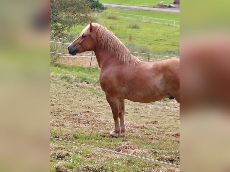 Polacco da Tiro Mix Castrone 11 Anni Sauro in B&#xFC;dingen