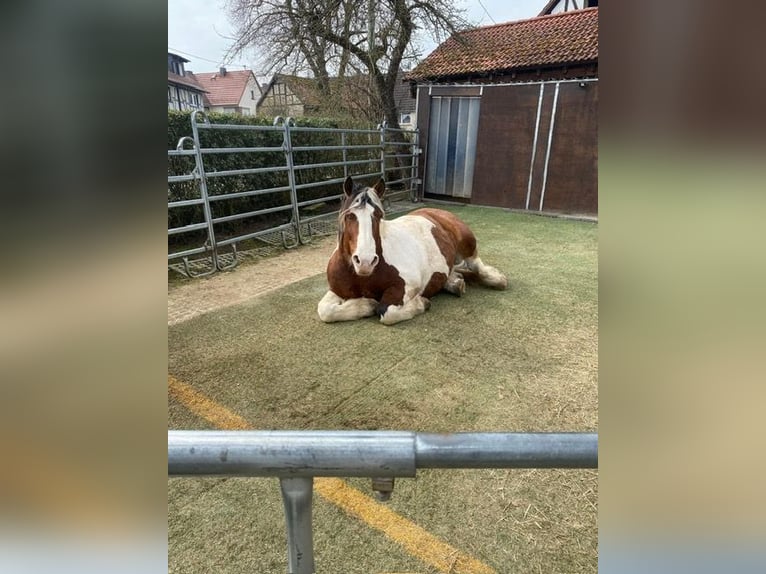 Polacco da Tiro Castrone 12 Anni 156 cm in Schotten