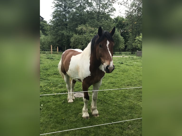 Polacco da Tiro Castrone 12 Anni 160 cm Pezzato in Obernzenn