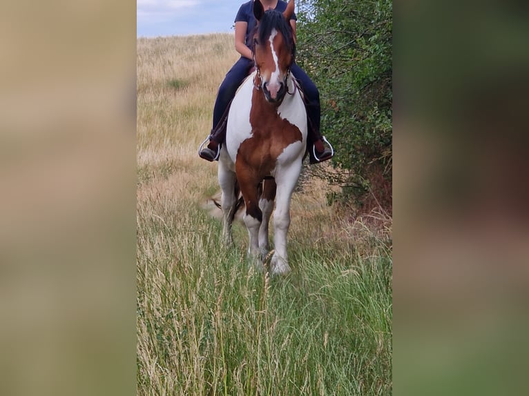 Polacco da Tiro Castrone 12 Anni 160 cm Pezzato in Obernzenn