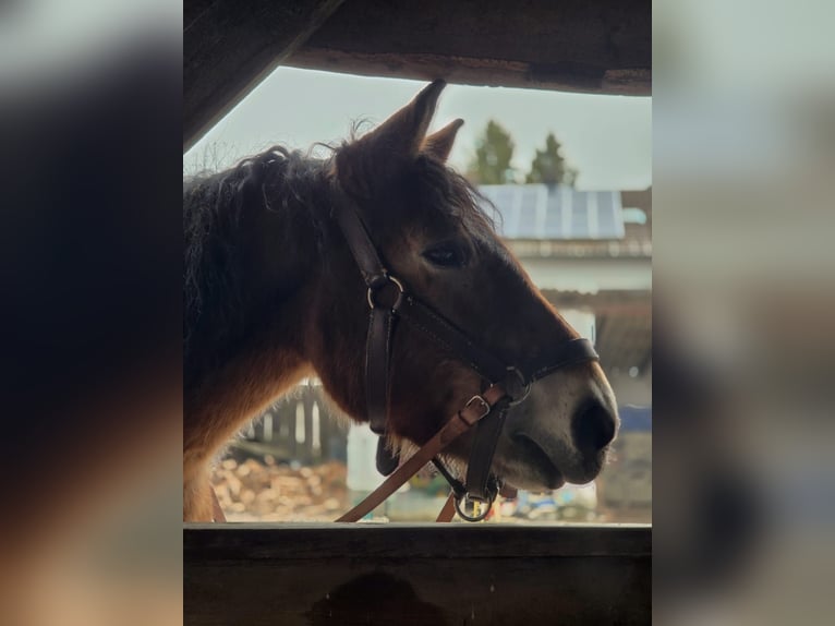 Polacco da Tiro Castrone 13 Anni 156 cm Baio in Mengkofen