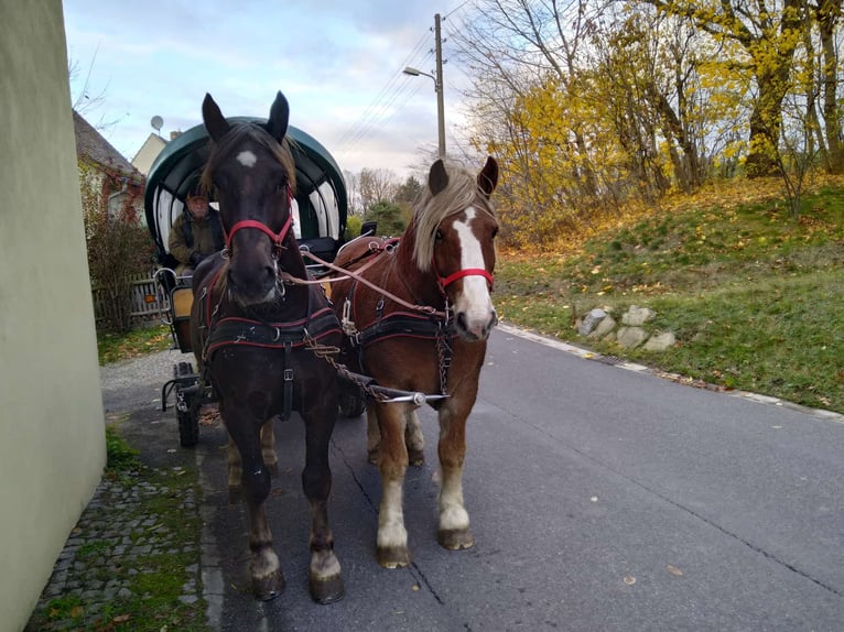 Polacco da Tiro Castrone 13 Anni 165 cm Sauro in Kamenz