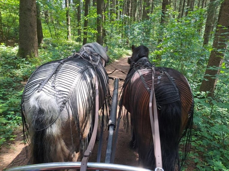 Polacco da Tiro Castrone 14 Anni 169 cm in Putzleinsdorf