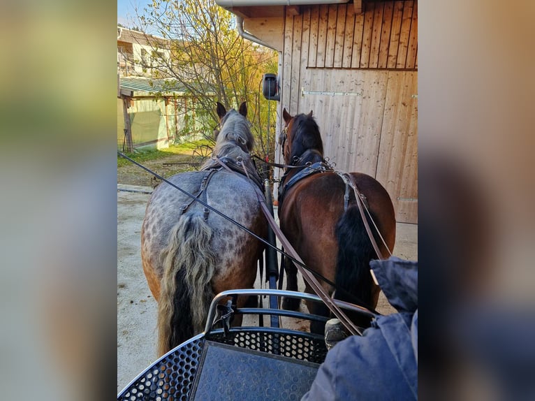 Polacco da Tiro Castrone 14 Anni 169 cm in Putzleinsdorf