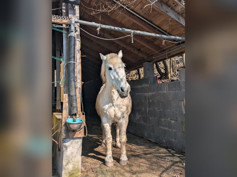 Polacco da Tiro Castrone 22 Anni 170 cm Grigio in Schramberg