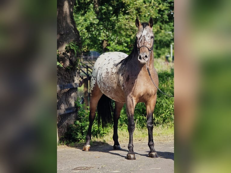 Polacco da Tiro Castrone 2 Anni 161 cm Leopard in Weert