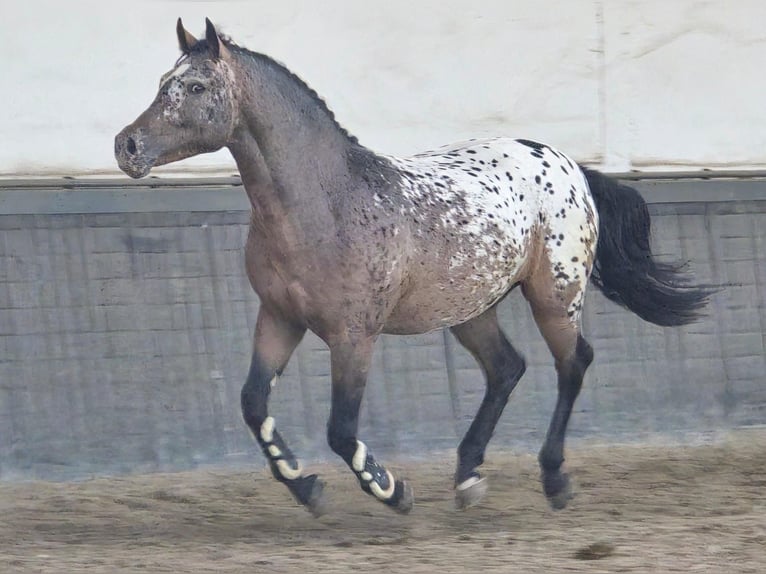 Polacco da Tiro Castrone 2 Anni 161 cm Leopard in Weert