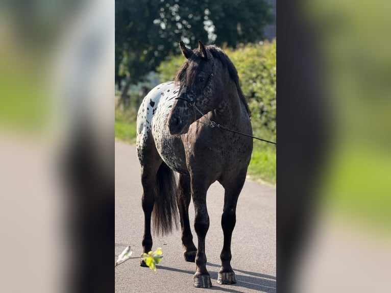 Polacco da Tiro Castrone 2 Anni 162 cm Leopard in Weert