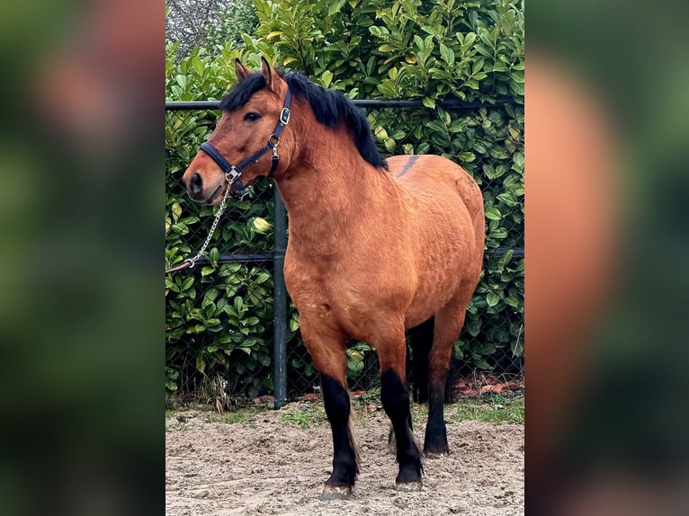Polacco da Tiro Castrone 3 Anni 146 cm Baio chiaro in Someren