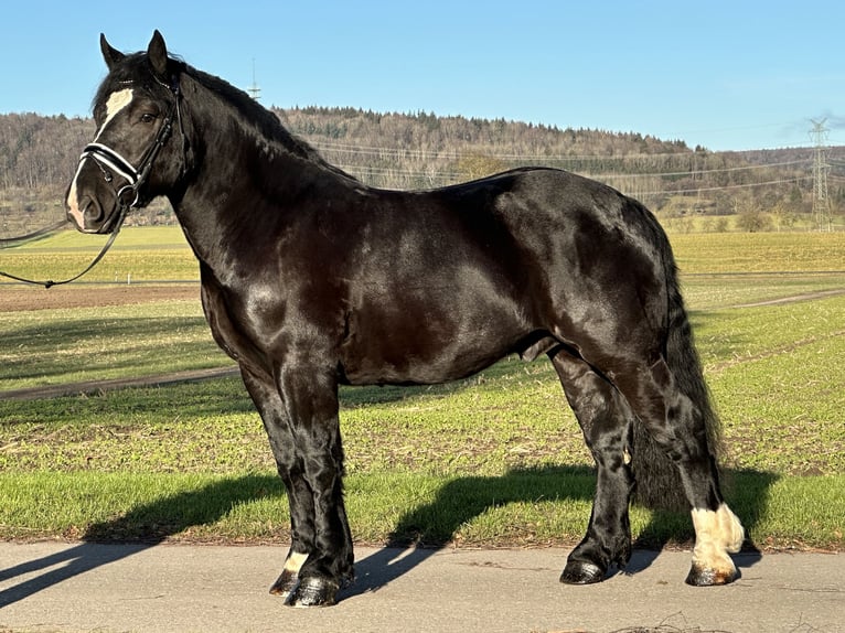 Polacco da Tiro Castrone 3 Anni 160 cm Morello in Riedlingen