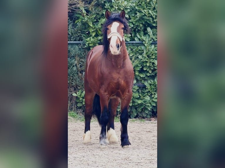 Polacco da Tiro Castrone 3 Anni 161 cm Baio in Someren