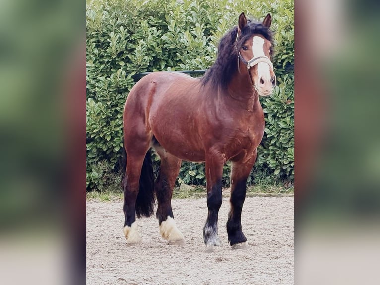 Polacco da Tiro Castrone 3 Anni 161 cm Baio in Someren