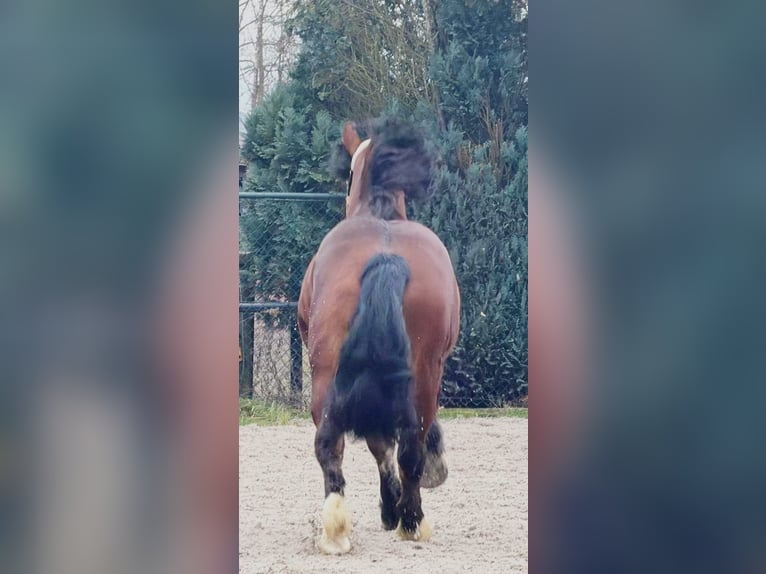 Polacco da Tiro Castrone 3 Anni 161 cm Baio in Someren