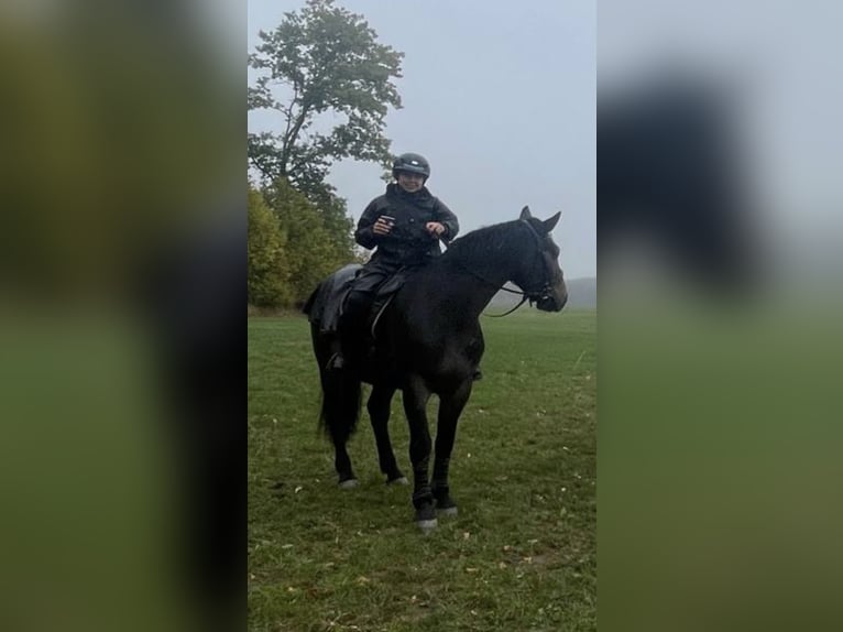 Polacco da Tiro Castrone 3 Anni 162 cm Baio scuro in Westerheim