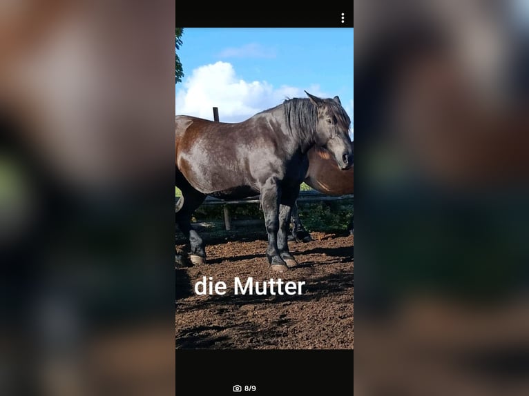 Polacco da Tiro Mix Castrone 3 Anni 162 cm Morello in W&#xFC;rzburg