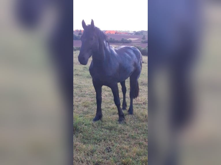 Polacco da Tiro Mix Castrone 3 Anni 162 cm Morello in W&#xFC;rzburg