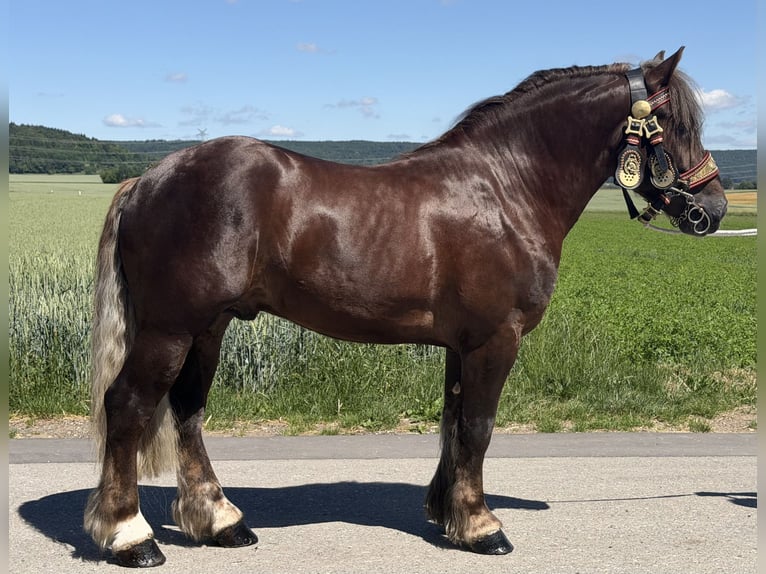 Polacco da Tiro Castrone 3 Anni 164 cm Sauro scuro in Riedlingen