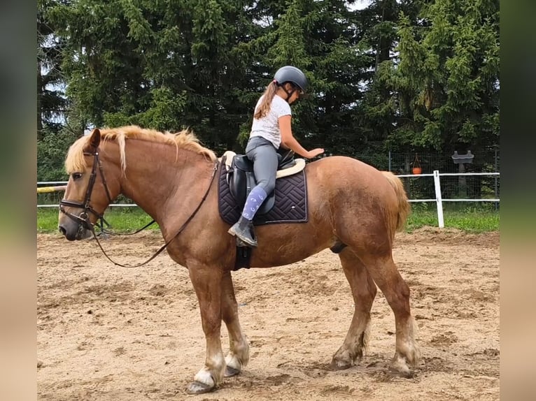 Polacco da Tiro Mix Castrone 3 Anni 166 cm Sauro in Forst