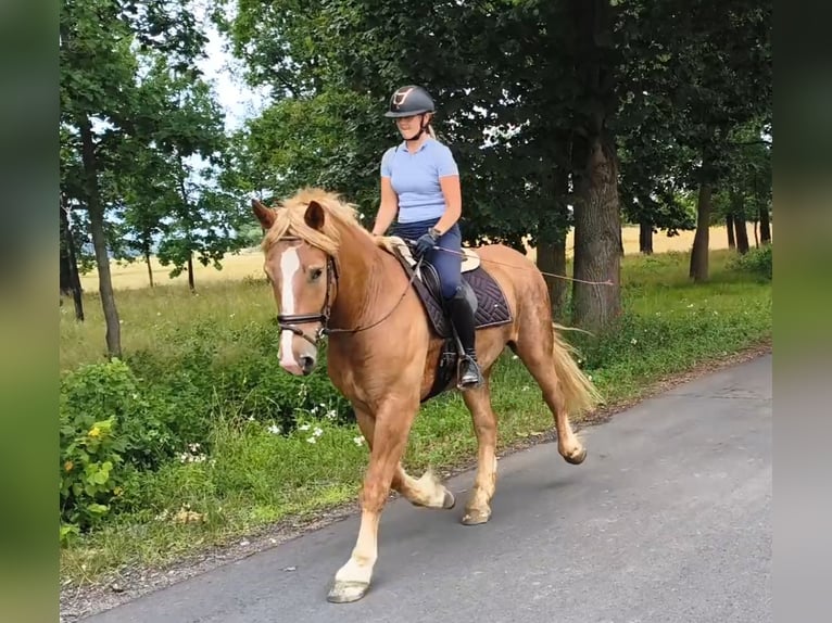 Polacco da Tiro Mix Castrone 3 Anni 166 cm Sauro in Forst